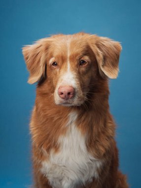 Nova Scotia Duck Tolling Retriever, özenli ve odaklanmış bir bakışla mavi bir arkaplanda oturur. Portre, köpeği sakin ve tarafsız bir stüdyoda çeker..