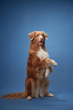 Bir Nova Scotia Duck Tolling Retriever mavi bir arka fona karşı dik oturur, özenli ve sakin görünür. Köpekler odaklanmış bakışlar ve sakin duruş onun nazik ve sakin doğasını vurgular..