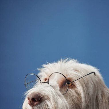 Beyaz tüylü bir köpek yuvarlak gözlük takıyor, yukardaki yumuşak mavi arka plana bakıyor. Şık bir aksesuar köpekleri tamamlıyor..