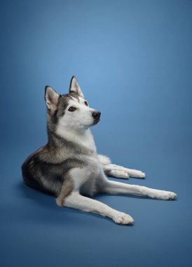 Bir Sibirya Husky 'si mavi bir arka planda zarif bir şekilde uzanmış, kalın kürkü ve gevşek ifadesi huzur saçıyor. Köpekler siyah ve beyaz önlük ve dengeli duruş onun cazibesini vurgular..