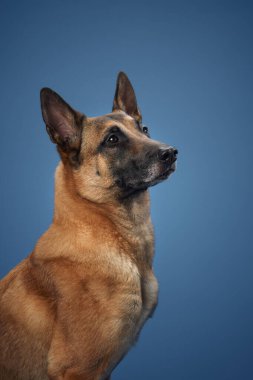 A close-up of a Belgian Malinois sitting against a blue backdrop, with its expressive face and pointed ears taking center stage. The tan coat and serene expression add to its charm. clipart