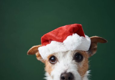 Noel Baba şapkası takan bir Jack Russell Terrier yeşil şenlik arka planına sahip yakın plan için poz veriyor. Görüntü Noel neşesi ve şen şakrak cazibe saçıyor..
