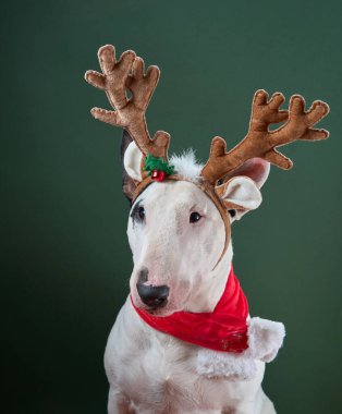 A Bull Terrier wears brown reindeer antlers and a red scarf, creating a playful and festive holiday scene. The green background adds to the Christmas atmosphere  clipart