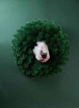 A Bull Terriers head is framed within a decorative Christmas wreath, set against a green background. The holiday-themed composition highlights the dogs unique features and playful expression. clipart