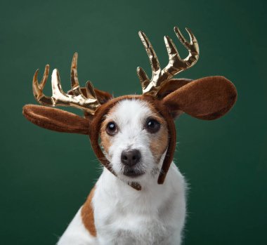 Bir Jack Russell Terrier yeşil bir zemine kurulmuş bir çift ekose tatil boynuzu takıyor. Oyuncu başlık, köpeğin neşeli ve neşeli ruhunu vurgular..