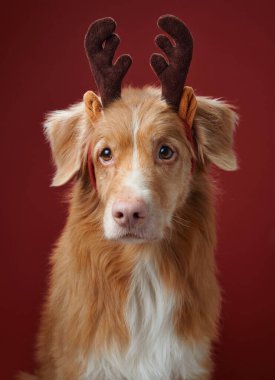 Bir Nova Scotia Duck Tolling Retriever, büyüleyici bir ifadeyle kırmızı boynuzlarıyla poz veriyor. Kırmızı arka plan tatil temasını vurguluyor ve köpekler nazik tavırları sergiliyor..