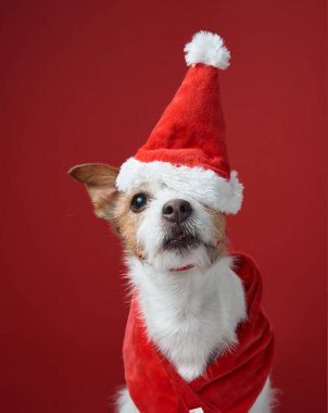 Jack Russell Terrier, Noel Baba kıyafetiyle güvenle oturuyor. Şapka ve tasma da dahil. Koyu kırmızı arka plan tatil atmosferini güçlendirir ve köpeklerin cazibesini ön plana çıkarır..