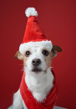 Bir Jack Russell Terrier Noel Baba şapkası ve atkısı takmış kameraya bakıyor. Şenlikli kırmızı arka plan tatil ruhunu ve köpeklerin neşeli ifadesini tamamlıyor..