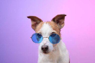 Jack Russell Terrier, pembe arka planda mavi güneş gözlüğü takıyor. Oyuncu fotoğraf, köpeğin canlı ve neşeli cazibesini vurgular.