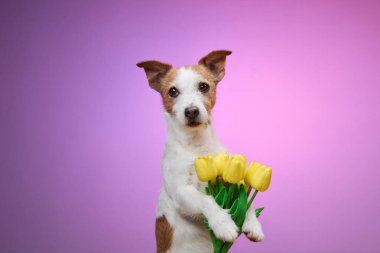 Jack Russell Terrier, yumuşak pembe arka planda sarı laleleri sakince tutuyor. Fotoğraf, renkli bir ortamda köpeklerin tatlı ve nazik doğasını ön plana çıkarıyor..