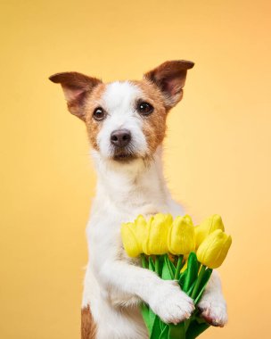 Bir Jack Russell Terrier, turuncu arka planda küçük bir buket sarı çiçek tutuyor. Fotoğraflarda sevimli ve neşeli bir köpeğin portresi var..