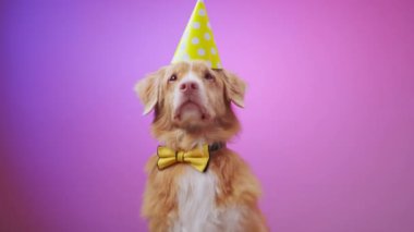 Bir Nova Scotia Duck Tolling Retriever, sarı bir parti şapkası takıp yumuşak pembe bir arka plana yaslanmış bir şekilde bir stüdyo resminde tatlı tatlı oturur. Köpek sakin ve neşeli görünüyor..