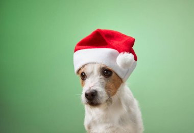Jack Russell Terrier yeşil arka planda Noel Baba şapkası takıyor. Neşeli ve büyüleyici görüntü neşeli bir tatil havası veriyor..