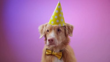 Bir Nova Scotia Duck Tolling Retriever stüdyo resmindeki yumuşak pembe arka planlı kameraya bakarken sarı bir parti şapkası takıyor..