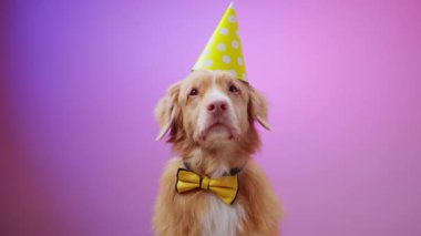 Bir Nova Scotia Duck Tolling Retriever, sakince sarı parti şapkası takarak pembe bir arka plana oturur ve büyüleyici ve neşeli bir stüdyo resmi yaratır..