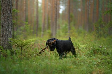 Bir Schnauzer, güneşli bir ormanda oturuyor ve kameraya bakıyor. Köpeğin sakin ifadesi ormanlık alanla harmanlanır..