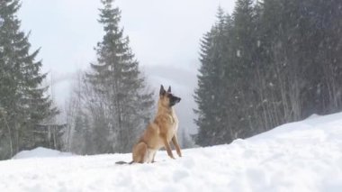 Bir Belçikalı Malinois karlı bir tarlada huzur içinde oturur. Arka planda çarpıcı bir orman manzarası vardır..