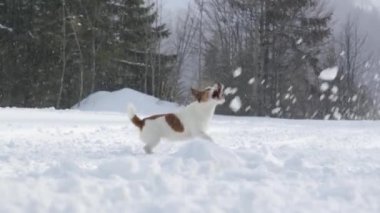 Bir Jack Russell Terrier, bir orman manzarasında düşen kar tanelerini gözlemler ve sakin kış manzarasının tadını çıkarır..