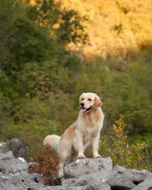 Bir Nova Scotia Duck Tolling Retriever sıcak güneş ışığıyla çevrili kayalık zeminde poz verir. Ayar, engebeli arazi ve bereketli yeşilliğin karışımını vurguluyor..