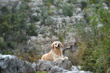 Bir Nova Scotia Duck Tolling Retriever sık bir orman ve kayalıklara bakan bir kayanın üzerinde oturur. Doğal ortam, köpeğin ve çevrenin engebeli güzelliğini vurgular..