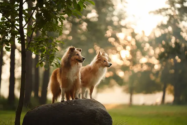 İki Sheltie, sabah ışığının yumuşak parıltısıyla aydınlanan çimenli bir çayırla çevrili bir kayanın üzerinde yan yana duruyor. Huzurlu sahne, doğadaki dostluklarını yakalar..