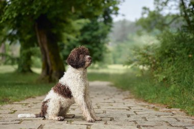 Ağaçlarla çevrili bir kaldırım taşı patikasında bir Lagotto Romagnolo oturuyor. Doğal ortam ve tarihi yol fotojenik bir sükunet anı yaratır..