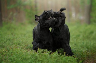 Two Schnauzers play energetically in a forest clearing, surrounded by lush greenery. The dog lively interaction adds energy to the peaceful setting. clipart