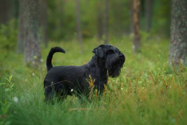 Bir Schnauzer, güneşli bir ormanda oturuyor ve kameraya bakıyor. Köpeğin sakin ifadesi ormanlık alanla harmanlanır..