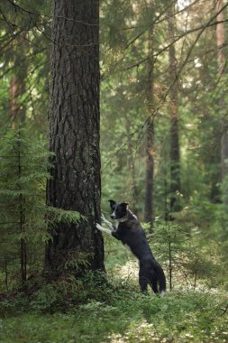 Bir Border Collie, sakin bir orman ortamında uzun bir ağacın yanında şakacı bir şekilde etkileşim kurar. Sakin çevre ve canlı yeşillik köpeğin enerjik ve neşeli tavrını vurguluyor..