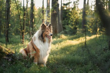 Bir Rough Collie verimli yeşilliklerle çevrili bir ormanda zarifçe oturur. Yumuşak ışık, köpeğin doğal güzelliğini ve sakinliğini arttırır..
