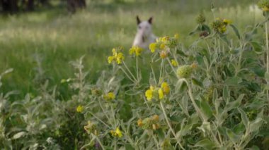Uzun kır çiçekleri ve otlarla çevrili beyaz bir teriyer parkta tetikte bekliyor. Köpek doğal çevreyi keşfetmeye odaklanmış gibi görünüyor..