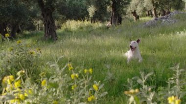Ağaçlarla çevrili yeşil çimenli bir arazide beyaz bir teriyer duruyor. Köpek meraklı görünüyor, doğanın tadını çıkarıyor..
