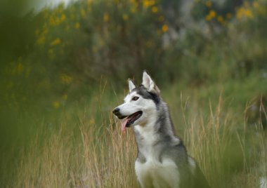 Sibirya Husky 'si kır çiçekleriyle dolu bir arazide huzur içinde huzurlu bir şekilde manzaranın ortasında oturuyor. Çiçeklerin canlı renkleri köpek monokrom kürküne çok yakışır..