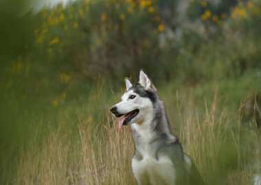 A Siberian Husky captured in a landscape filled with wildflowers, sitting peacefully amid the serene scenery. The vibrant colors of the flowers contrast beautifully with the dog monochrome coat. clipart