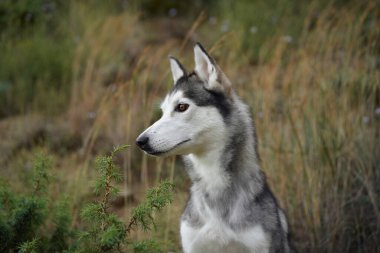 A Siberian Husky attentively observes its surroundings while standing in a grassy field. The soft lighting and natural backdrop enhance the dog sharp features and regal presence. clipart