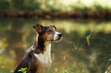 Nehir kenarında sakince oturan köpek, canlı yeşil yapraklarla çevrili. Huzurlu atmosfer, köpeklerin rahat tavırlarını ve doğaya olan sevgisini vurguluyor..