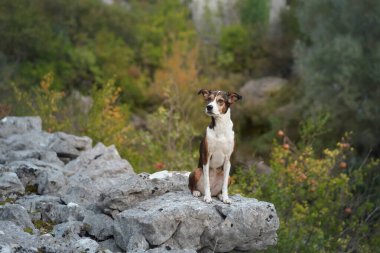 A dog sits on a rocky surface surrounded by a lush forest. The scene captures the serenity of nature with the per calm expression and rich greenery. clipart