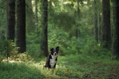 A Border Collie stands calmly in a lush forest clearing surrounded by vibrant greenery. The natural beauty and soft light emphasize the dog relaxed and poised demeanor. clipart