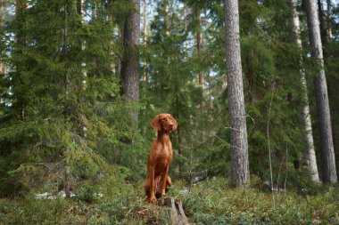 Uzun ağaçların arasında güvenle duran bir Viszla ormandaki yumuşak güneş ışığıyla aydınlatılıyor. An, köpeklerin denge ve doğal çevreye olan bağlantılarını vurgular..