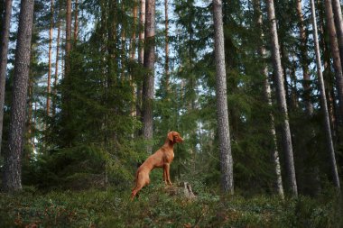 Ağaçların arasından süzülen güneş ışığıyla orman zemininde enerjik bir şekilde zıplayan bir Viszla. Aksiyon köpeklerin canlılığını ve neşesini doğal ortamında sergiliyor..
