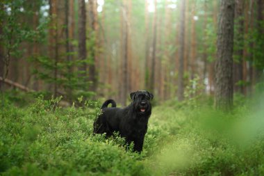 Bir Schnauzer, uzun ağaçlarla çevrili güneşli bir ormanda duruyor. Köpek sakinliği sakin ormanlık alanla harmanlanır..