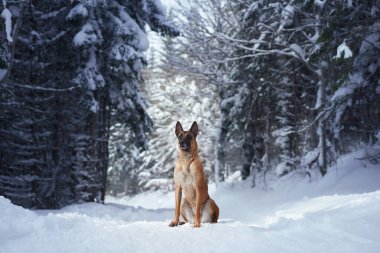 Bir Belçikalı Malinois karlı ormanda yürüyor, sakin ortama karışıyor. Köpek, karla kaplı uzun ağaçların arasında zarifçe hareket eder..