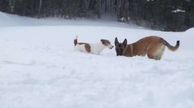 Jack Russell Terrier ve Belçikalı Malinois, karlı bir arazide orman zeminiyle enerjik bir şekilde oynuyorlar..