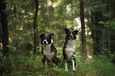 İki Sınır Köpeği, yeşil alanlarla çevrili sakin bir ormanda yan yana otururlar. Özenli duruşları, bağlarını ve doğal çevreye olan bağlantılarını vurgular..