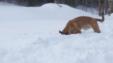 Karda yatan bir Jack Russell Terrier Belçikalı Malinois karlı çevreyi keşfediyor..