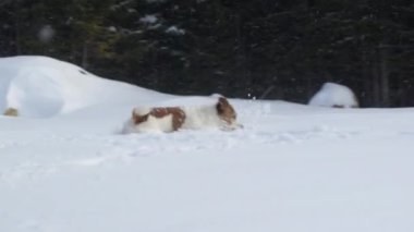 Bir Jack Russell Terrier, arka planda ağaçlarla karda enerjik bir şekilde zıplar ve canlı bir kış anını yakalar..