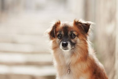 Küçük kahverengi bir köpeğin kaldırım taşlı bir sokakta yakın plan çekimi. Uyanık ve tuhaf ifadesini vurguluyor. Tarihi çevre portreye derinlik katıyor..