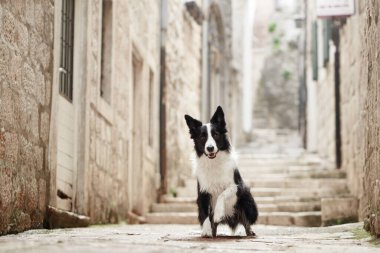 Bir Sınır Collie 'si dar bir kaldırım taşının ortasında dikkatle oturur. Tarihi mekan huzur dolu manzaraya cazibe katıyor..
