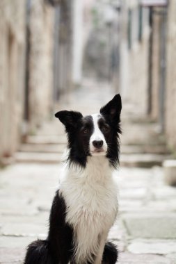 Bir Border Collie, eski taş duvarlarla çevrili bir kaldırım taşının ortasında poz veriyor. Uyarı ifadesi kırsal ayarlarla uyuşuyor.