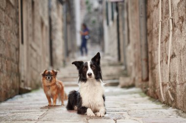 Bir Border Collie ve küçük bir köpek standı dar bir taş sokakta, eski mimariyle çevrili. Konumları ve çevreleri kırsal cazibeyi vurguluyor..
